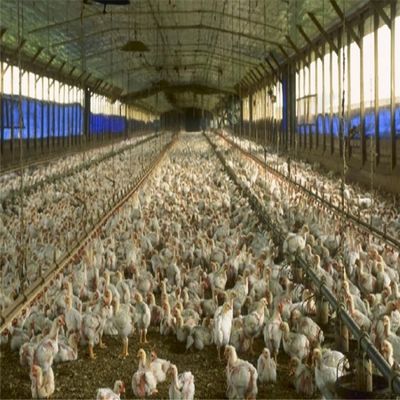 전문 전조 철강 구조 공간 프레임 닭 농장 건물