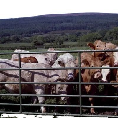 빠른 설치가 가능한 맞춤형 강철 구조 닭장