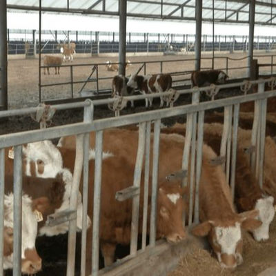 빠른 설치가 가능한 맞춤형 강철 구조 닭장