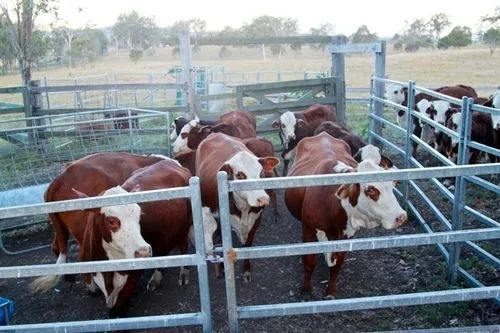 빠른 설치가 가능한 맞춤형 강철 구조 닭장