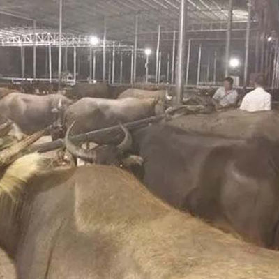 Steel Structure Building for Poultry House 15-21 Days Delivery